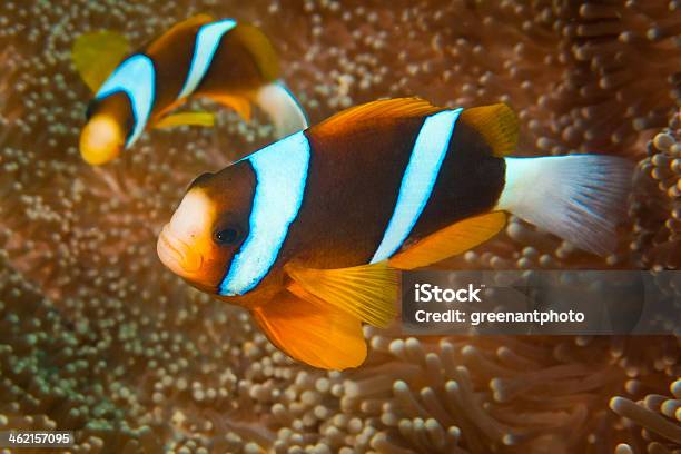 Blue Stripe Clownfish On The Great Barrier Reef Stock Photo - Download Image Now - Anemonefish, Aquarium, Australia