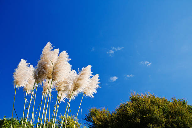 pampas de hierba - clear sky nobody blade of grass summer fotografías e imágenes de stock