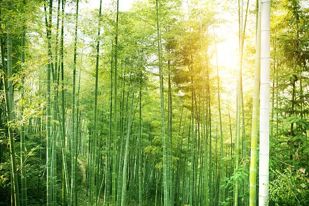China's bamboo, grows in southern China.