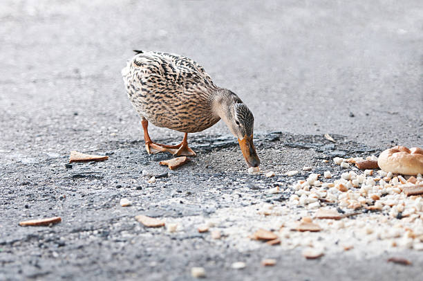 duck eating crumbs from the floor - gevlekte eend stockfoto's en -beelden