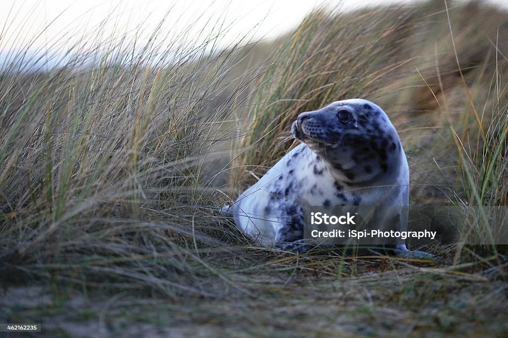 Grey Seal in the Dunes Grey Seal at Horsey Beach, Norfolk, UK Animal Stock Photo