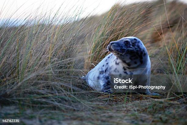 Grey Seal In The Dunes Stock Photo - Download Image Now - Animal, Animal Wildlife, Animals In The Wild