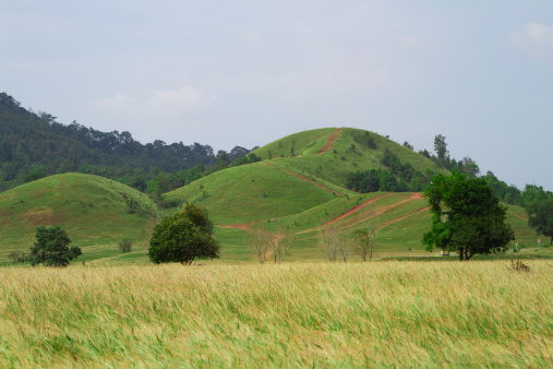 View into landscape with agricultural field and tropical trees in Chiang Rai province