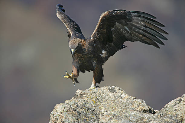 istock Golden eagle, Aquila chrysaetos 462163007