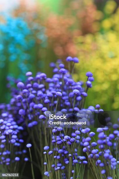 Close Up Colorful Small Grass Flower Stock Photo - Download Image Now - Beauty, Beauty In Nature, Blossom