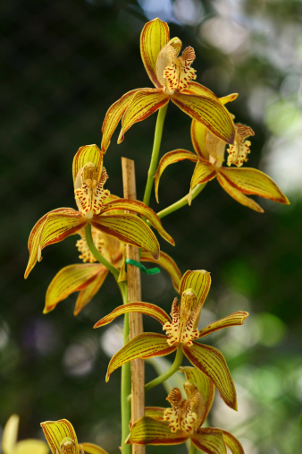 close up Yellow cymbidium ,orchid