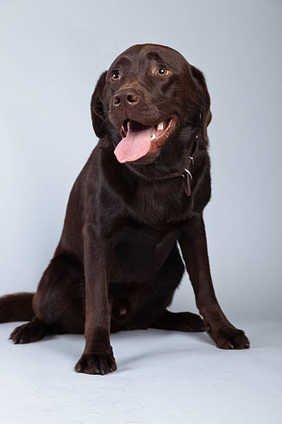 istock Brown labrador dog isolated against grey background. 462164355