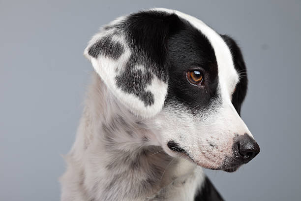 istock Mixed breed black and white spotted dog isolated against grey. 462164401