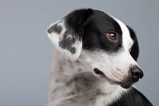 istock Mixed breed black and white spotted dog isolated against grey. 462164501