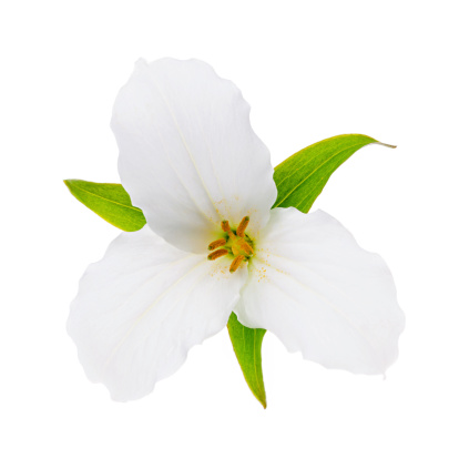 Trillium Ontario provincial flower with leaves isolated on white background