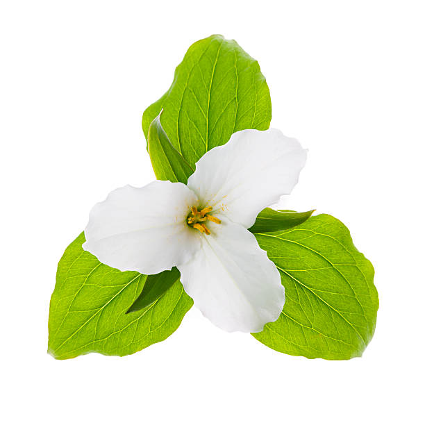 istock White Trillium flower isolated 462169353