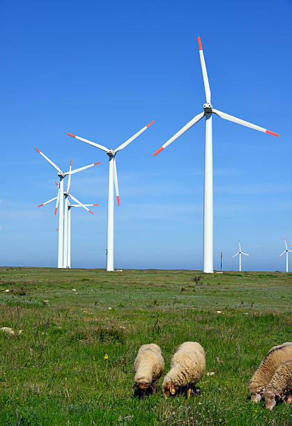 istock Sheep and rams in the field against wind turbines 462169615