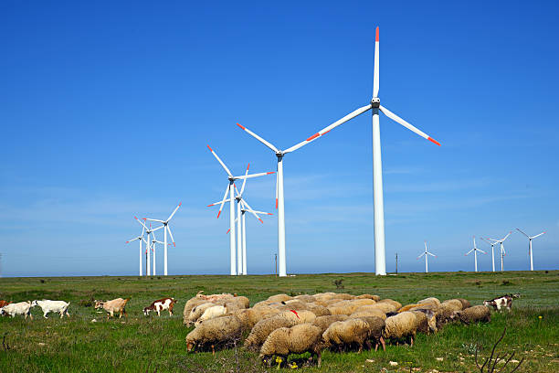 istock Sheep and rams in the field against wind turbines 462169627