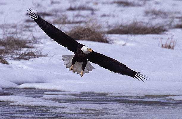 istock Bald Eagle inflight Haliaeetus leucocephalus Utah Bird of Prey 462170025