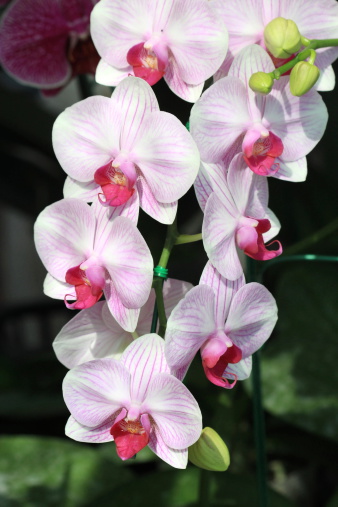 close up pink Phalaenopsis orchid