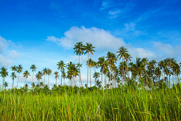 bushes palm trees on an island stock photo