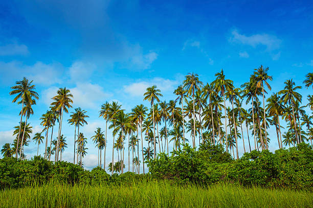 Bushes palm trees on an island stock photo