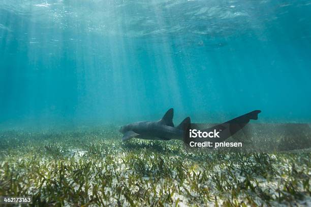 Closeup Nurse Shark Swimming Above Coral Reef Stock Photo - Download Image Now - Sand Tiger Shark, Animals In The Wild, Belize