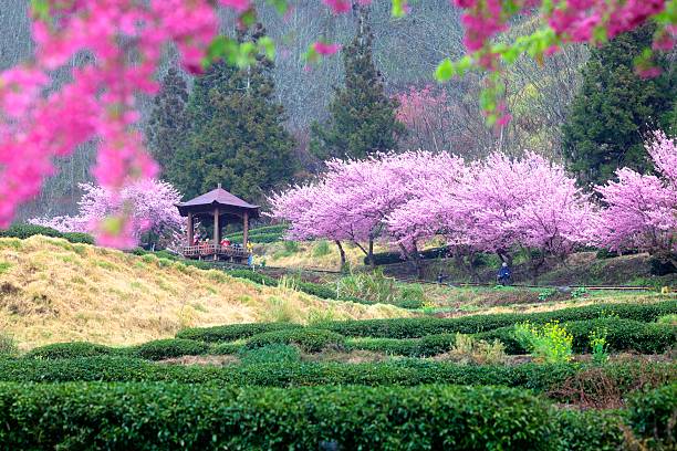 Beautiful Sakura Garden in Wuling Farm Taiwan for adv or others purpose use