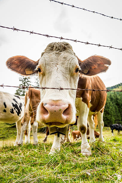 alpine vaca con campana - animal head cow animal bell fotografías e imágenes de stock