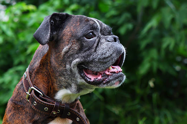 istock Boxer dog portrait 462173841