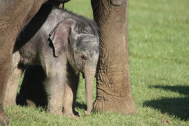 istock Elephant Resting Head on Mothers Leg 462178437