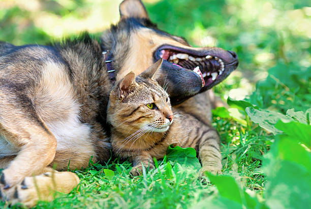 istock Dog and cat relaxing together outdoor 462179375