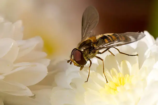 Close-up of a hoverfly on a crysanthemum