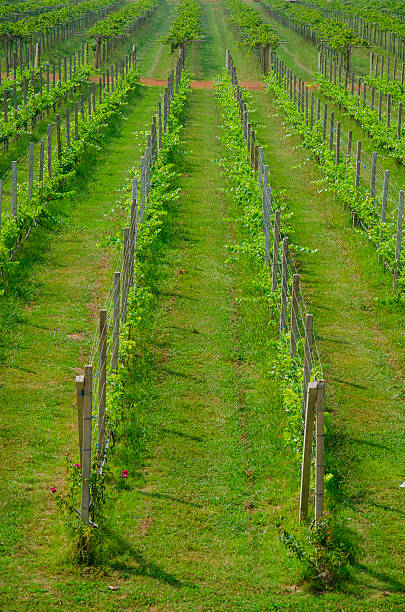 vigneto paesaggio - carneros valley napa valley vineyard california foto e immagini stock