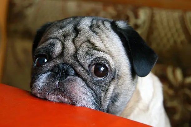 pug with sad eyes sitting at the table