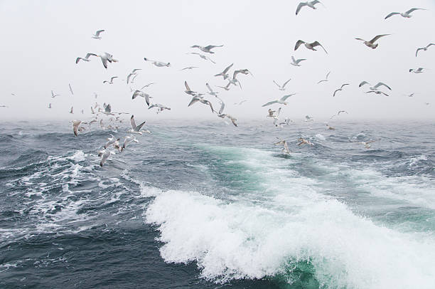 istock Deep sea fishing. The catch of cod. 462179815