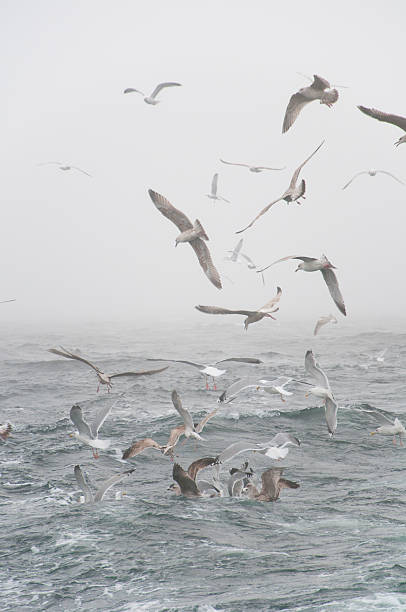 istock Deep sea fishing. The catch of cod. 462179883
