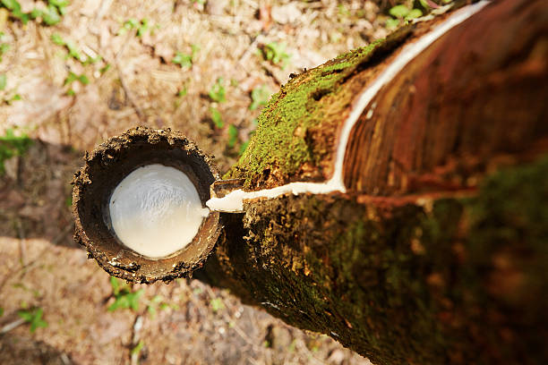 Rubber tree Tapping sap from the rubber tree in Sri Lanka tree resin stock pictures, royalty-free photos & images