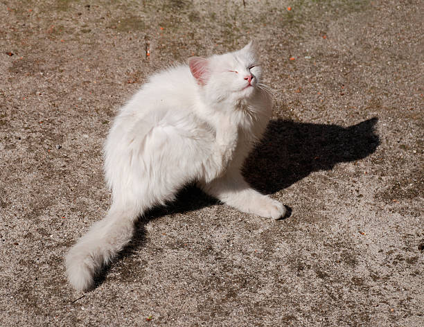 White Kitten Scratching A young white kitten scratches herself. cat flea stock pictures, royalty-free photos & images