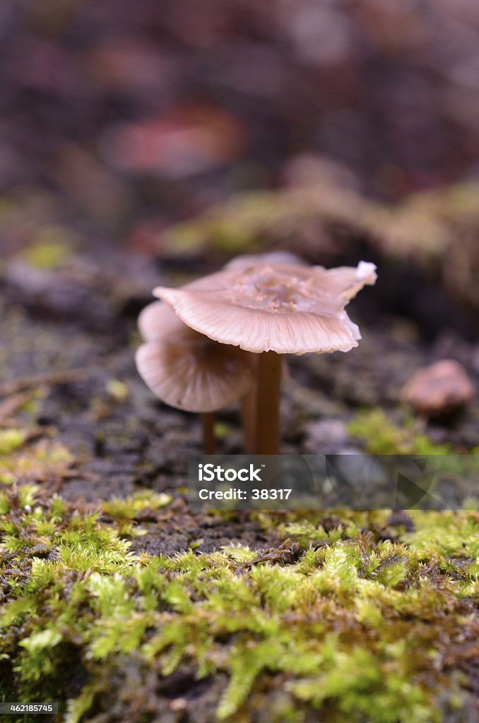 Little Mushroom A little mushroom growing on a piece of moldily wood. Autumn Stock Photo