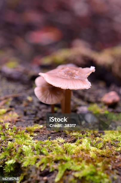 Little Mushroom Stock Photo - Download Image Now - Autumn, Boiled, Colony - Group of Animals