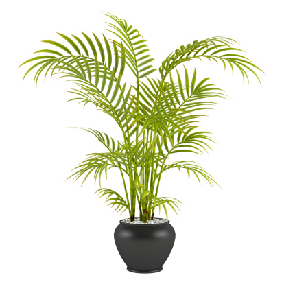 palm in the pot at the white background