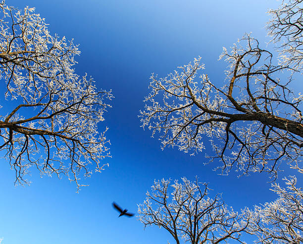 frost em árvores em um parque - locust tree landscape scenics - fotografias e filmes do acervo