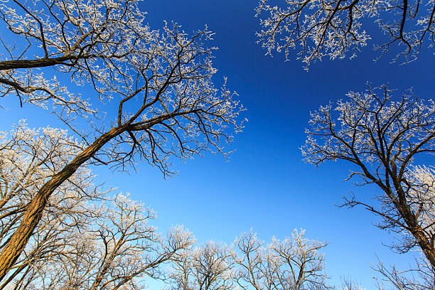 frost em árvores em um parque - locust tree landscape scenics - fotografias e filmes do acervo