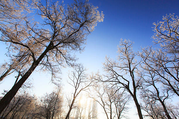 frost em árvores em um parque - locust tree landscape scenics - fotografias e filmes do acervo