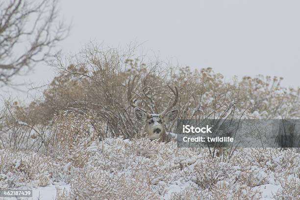 Muley Buck Bedded In Snow Stock Photo - Download Image Now - Animal, Animal Wildlife, Animals In The Wild