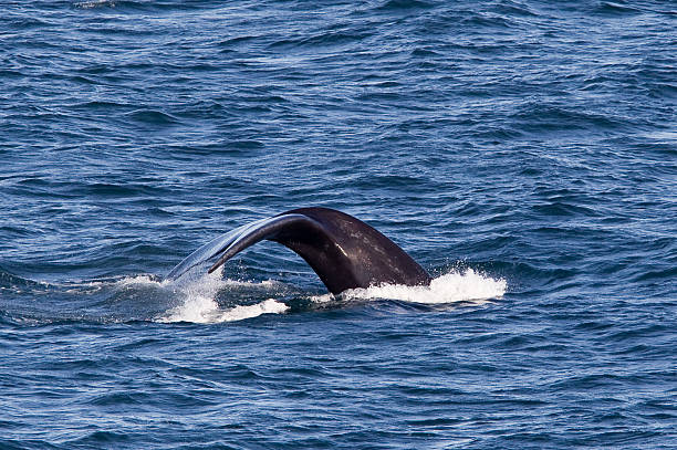 istock Southern right whale diving 462188017