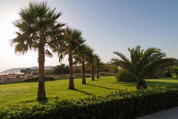 istock Garden with grass, plants, and palm trees. 462188567