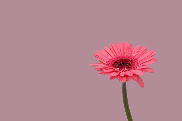 istock Single Pink Flower of Plain Background 462193279