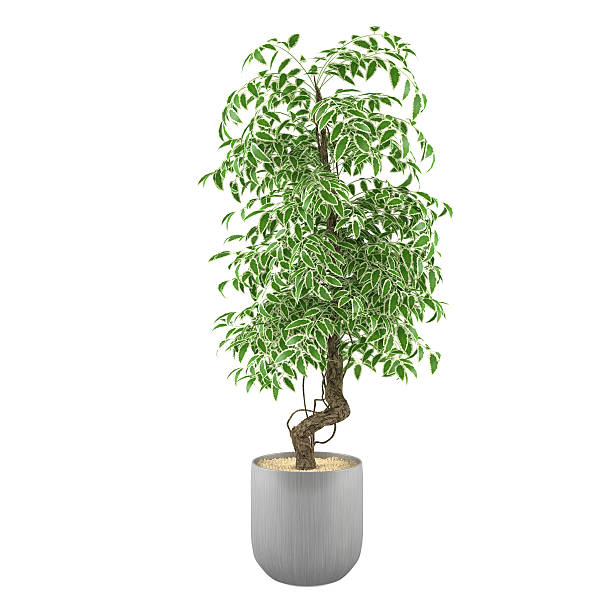 istock Plant in the pot 462198267