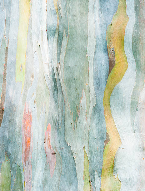 抽象絵画、ユーカリの樹皮 - eucalyptus wood ストックフォトと画像