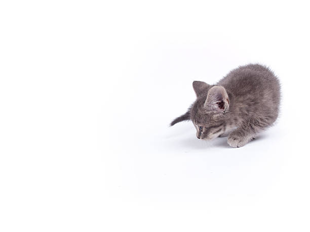 istock Young nine weeks old fluffy grey striped kitten over white 462204829