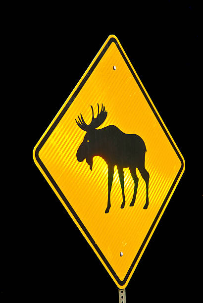 istock Moose Crossing Road Sign 462205003