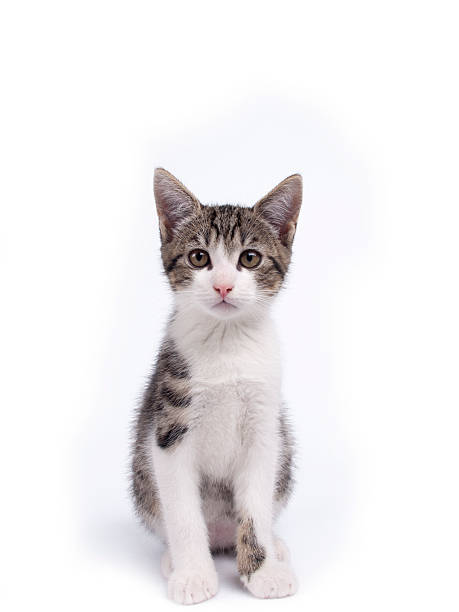 istock Young ten weeks old shorthaired grey and white striped kitten 462205197