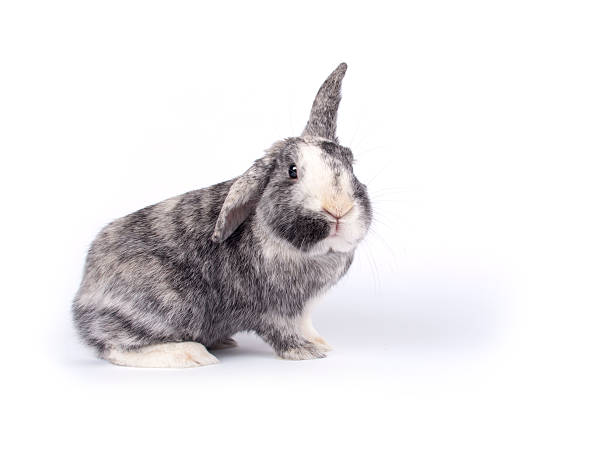 Cute six year old crossbreed bunny stock photo